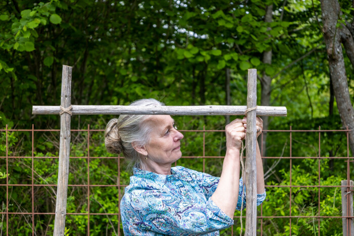 The support is made of strong sticks that extend into the ground as far as possible. The crossbar at the top provides stability. Tie it with steel wire, tie the thread if you like. Sweet pea plant support