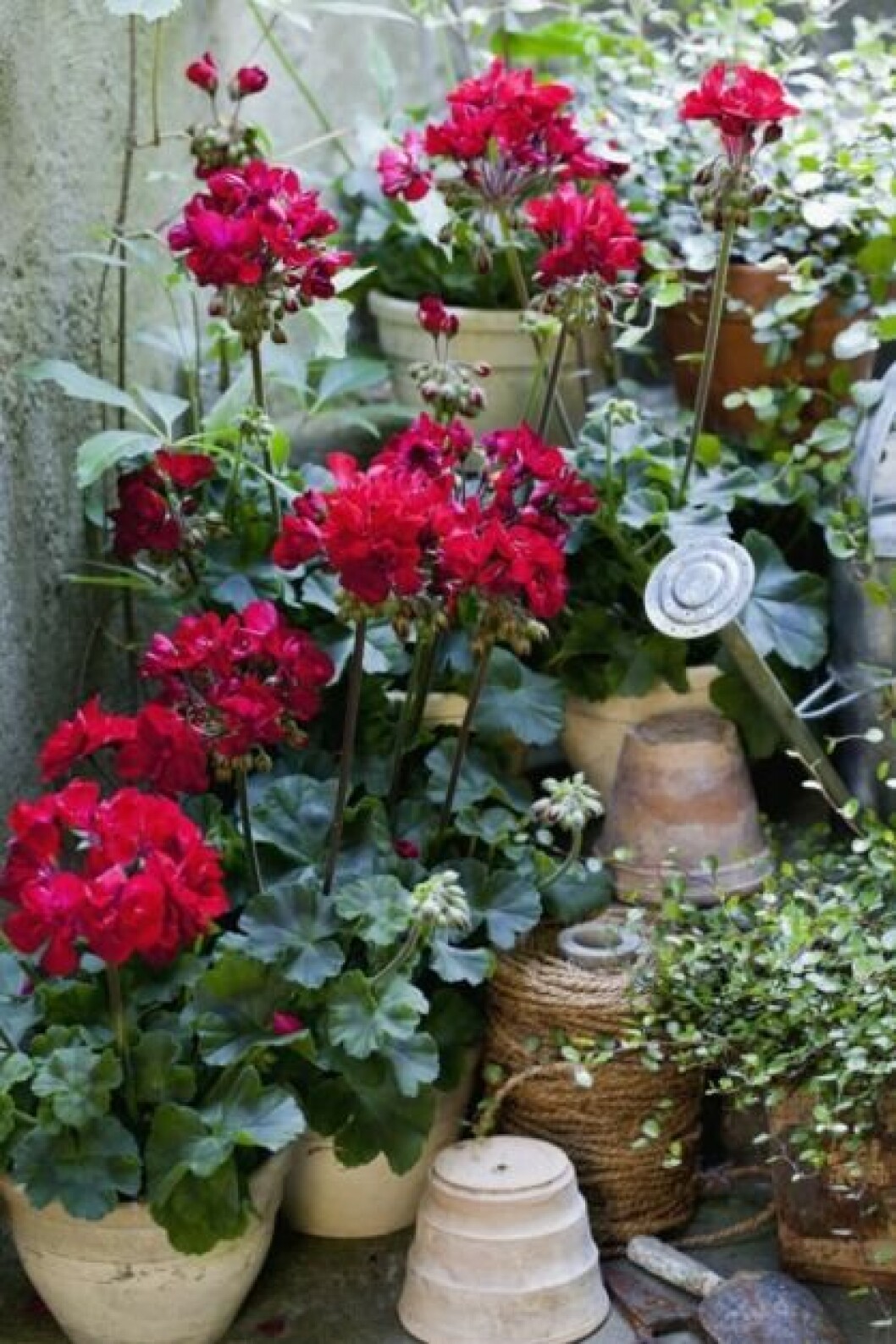 Foto: Anni Andreasson velvet red pelargon