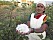 Kvinna i Indien visar upp odlad bomull i händerna
