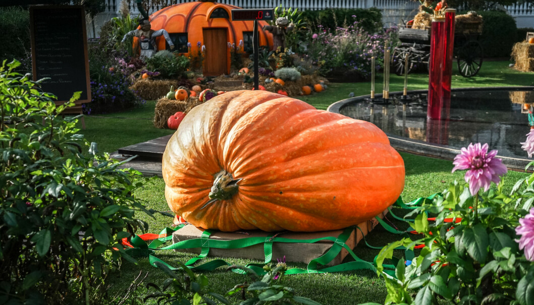 Förra årets största pumpa i Norden vägde 979.4 kilo.