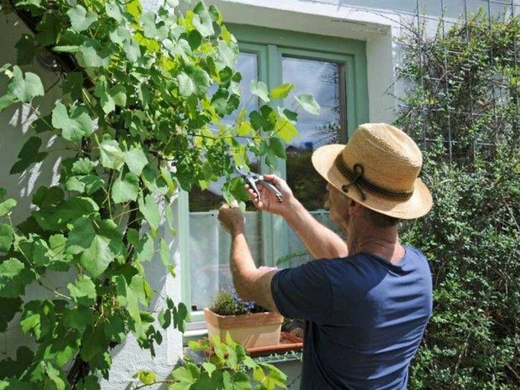 Vinrankan ska beskäras under november, december men sommarbeskärningen är lika viktig för att få fram bra klasar och begränsa tillväxten. Vinrankan som beskärs.