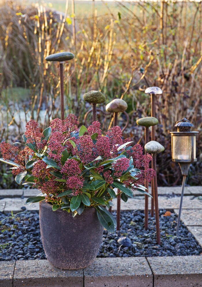 Vinterbär i kruka är en succé hela året. Fördelen är att den kan skyddas bättre och till och med flyttas om det blir mycket kallt. Här den vackra ’Rubella’ full med blomställningar. Vinterbär i kruka är en succé hela året. Fördelen är att den kan skyddas bättre och till och med flyttas om det blir mycket kallt. Här den vackra ’Rubella’ full med blomställningar.