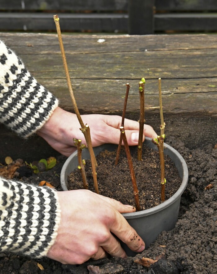 Nu är det bara att vänta. Till försommaren börjar sticklingarna få rötter och skjuter små blad. Vänta dock med utplantering till hösten när rotsystemet blivit större. Ställ krukan skuggigt så jorden inte torkar ut under sommaren! Nu är det bara att vänta. Till försommaren börjar sticklingarna få rötter och skjuter små blad. Vänta dock med utplantering till hösten när rotsystemet blivit större. Ställ krukan skuggigt så jorden inte torkar ut under sommaren!