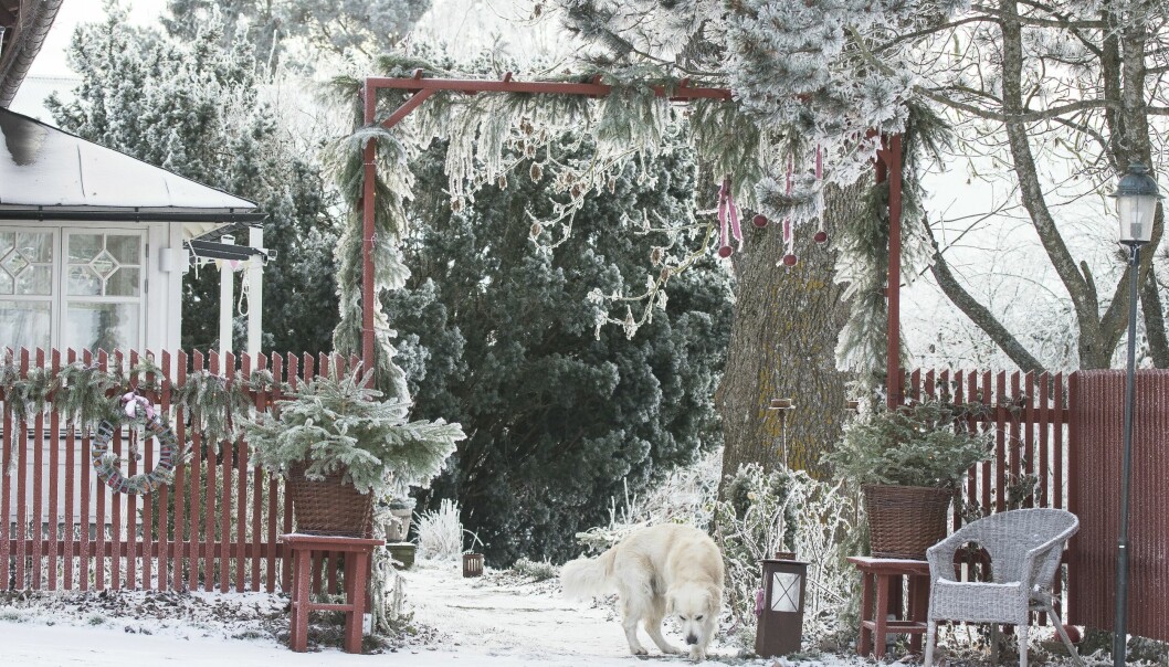 Rosenportalen under den frostklädda tallen är adventspyntad med grangirlang och röda juläpplen som hänger i vackra band. Portal till trädgård.