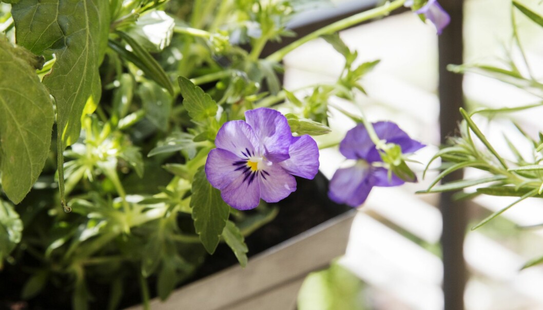 Det finns hundratals violarter och de småblommiga är allra tåligast. De klarar värme bättre och håller sig finare mycket längre än de med stora blommor. Nyp bort vissna blommor och frökapslar regelbundet så dyker snart nya blommor upp. Småblommiga violblommor i en balkonglåda.
