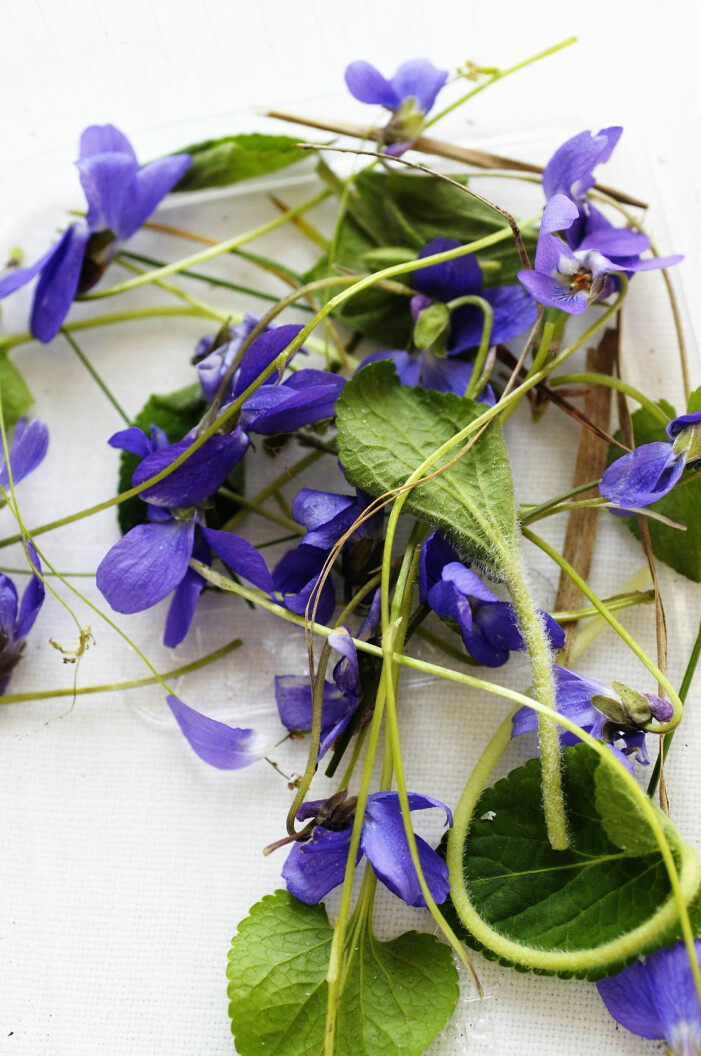 Piffa upp både huvudrätt och efterrätt med violer. Tips på ätbara blommor exempelvis violer
