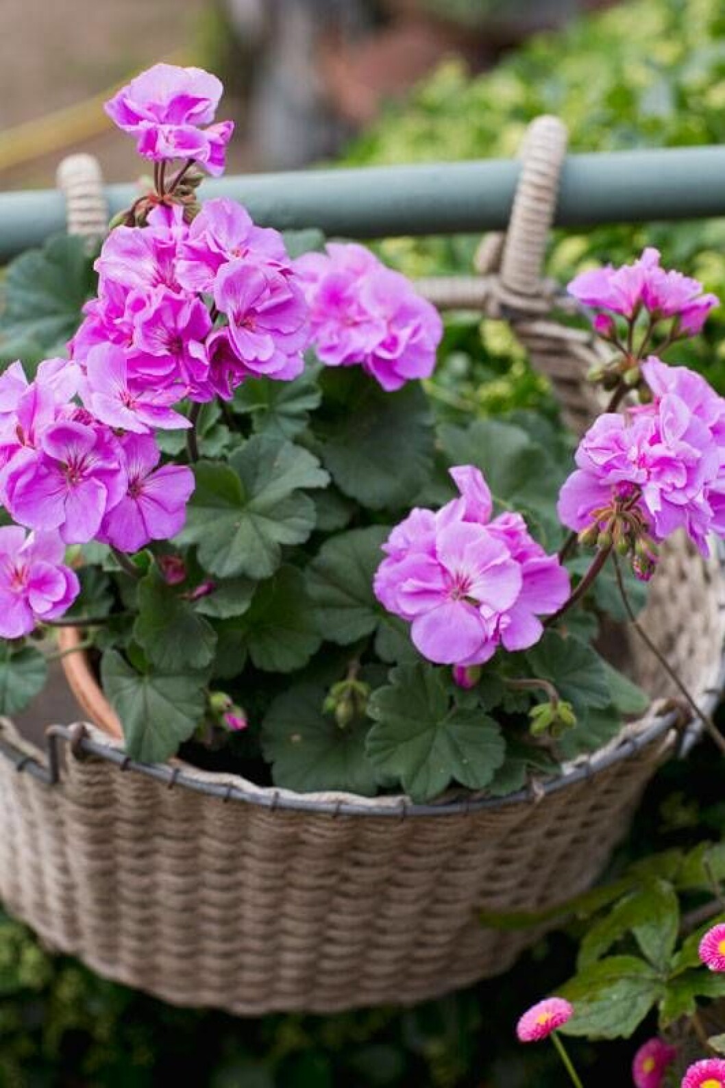 Violino. Foto: Annika Christensen/Blomsterfrämjandet Pelargonen Violino