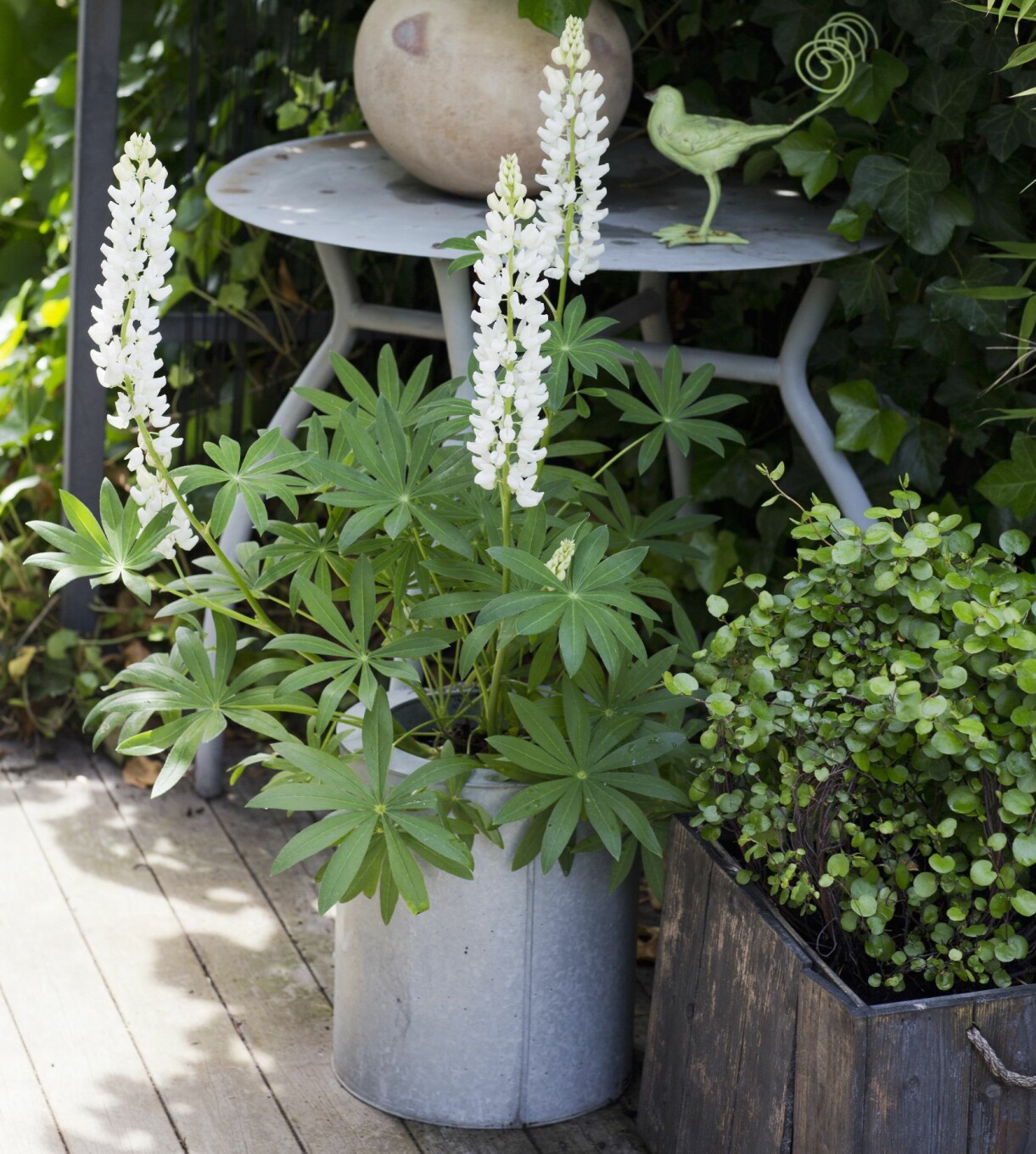 Den vita lupinen är en av få blommande perenner i Catarinas krukfamilj. Hon flyttar gärna runt den och även in i rabatter som behöver tillfällig fägring. Bladen är fortsatt fina efter blomningen. Vit lupin är en vackert blommande perenn.
