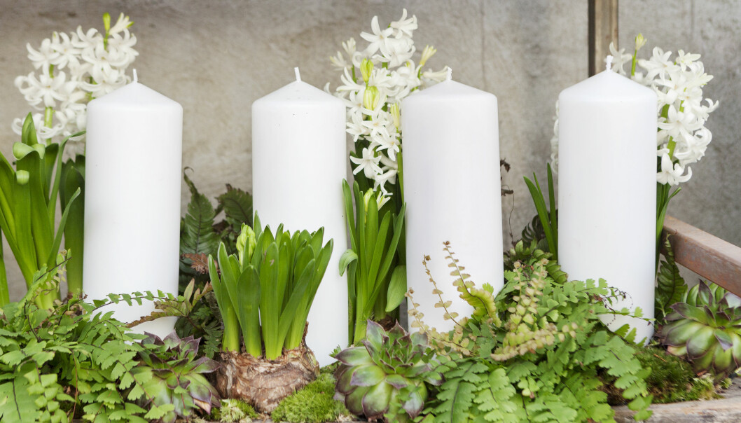 Naturen gifter sig med julen. Det vilsamma vita och gröna i blockljus, som ersatte den traditionella adventsstaken, hyacinter, suckulenter, mossa och ormbunke. Foto: TT vit och grön juldekoration, inspirerad av naturen.