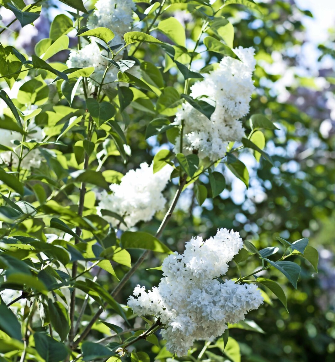 Vita sorten 'Mme Lemoine' har ett vekt och rent uttryck. Dubbla blommor, som när de faller av ser ut som snö. Doftar underbart, blommar från mitten av maj till juni. Höjd tre meter. Zon 4. Den vita syrenen 'Mme Lemoine'.