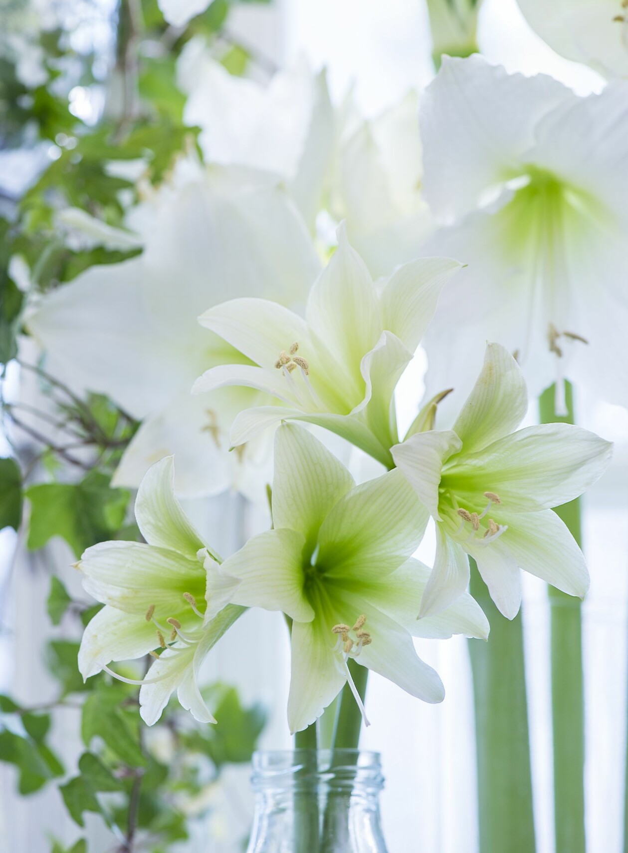 Vita amaryllis i fönstret till jul.