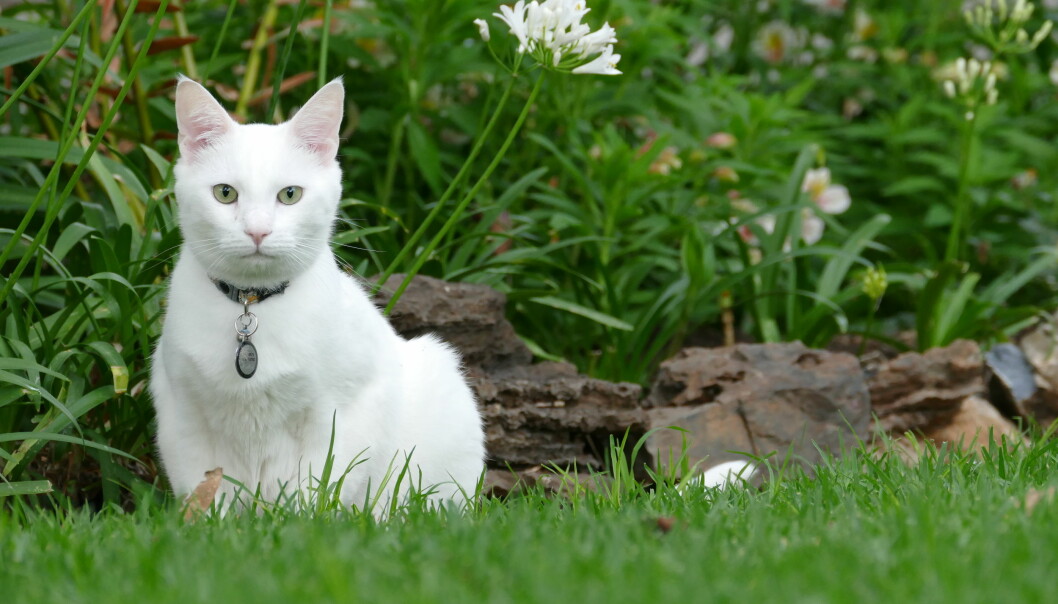 Vita katter är känsliga för sol och kan bränna sig. Smörj in öron och mage med solkräm för katter. Foto: TT Vita katter är känsliga för sol
