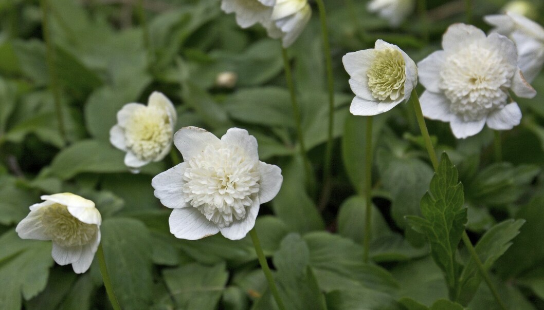 Sippsläktet, ’Anemone’, är en stor grupp med enkla eller dubbla blommor i många olika färger. Den vilda vitsippan är underbar, men i trädgården känns de förädlade sorterna lite mer utvalda, som ’Vestal’ med den täta mitten i blomman. Trivs som vanlig vitsippa under lövfällande träd där de kan få full sol tidigt på året och därefter skugga. Vitsippor.