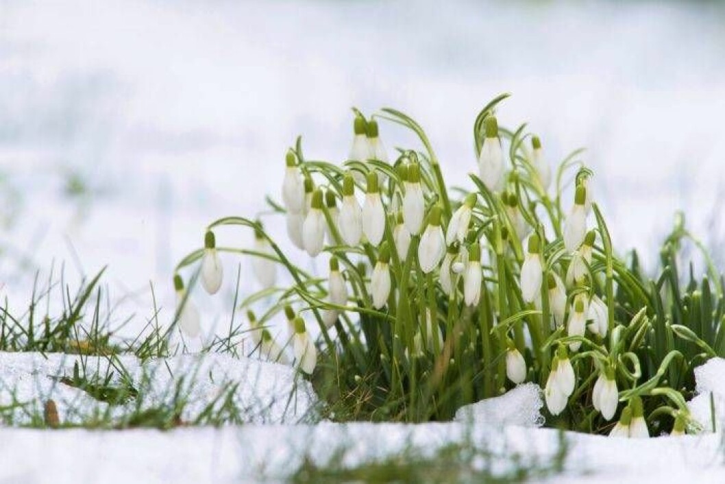Snödroppar (Galanthus nivalis) brukar vara den första narcissen som blommar för året. Foto: IBL Bildbyrå Snödroppar (Galanthus nivalis) brukar vara den första narcissen som blommar för året.