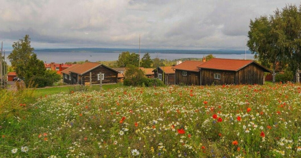 Medeltidsbyn Tällberg ligger vackert vid Siljan. Foto: Ucke Matsson BIld på gamla hus i Tällberg vid sjön Siljan.