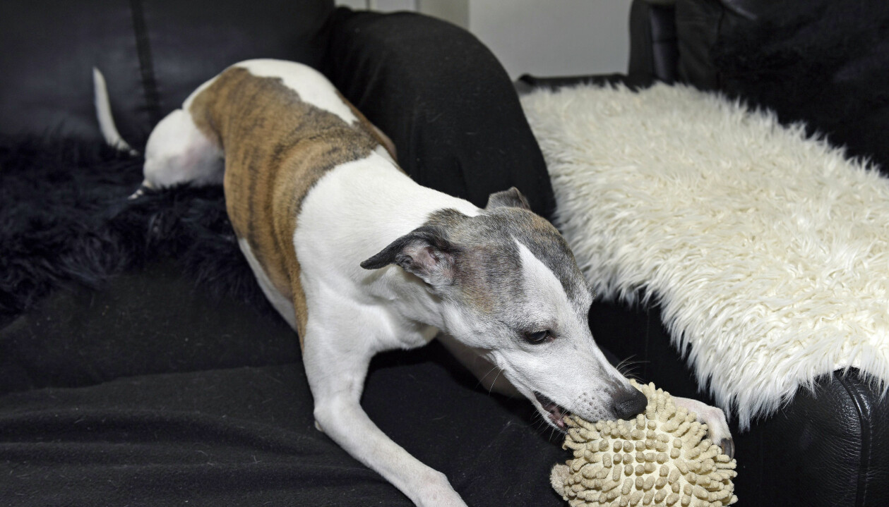 Queniee är numera pensionär. whippet-hund.