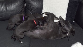 Fem valpar blev det för Tati. Whippet med valpar.