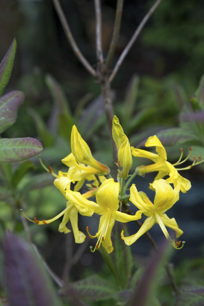 Azaleor varierar i färgerna från vitt till rosa och från gult till orange och rött. Här en guldazalea som är lätt att lyckas med, och härdig till och med zon IV. Den är doftande, och blommar i maj Guldazalea.