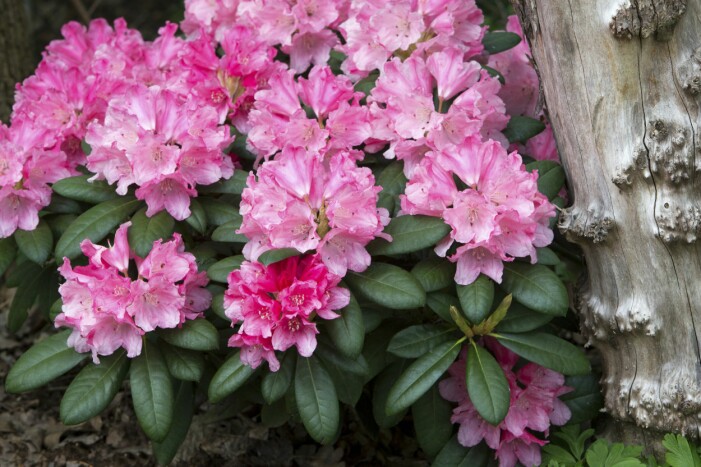 R. ’Colibri’ blommar tidigt i juni med stora rosa blommor som blir ljusare i färgen mot slutet av sommaren. Rododendron R. ’Colibri’.