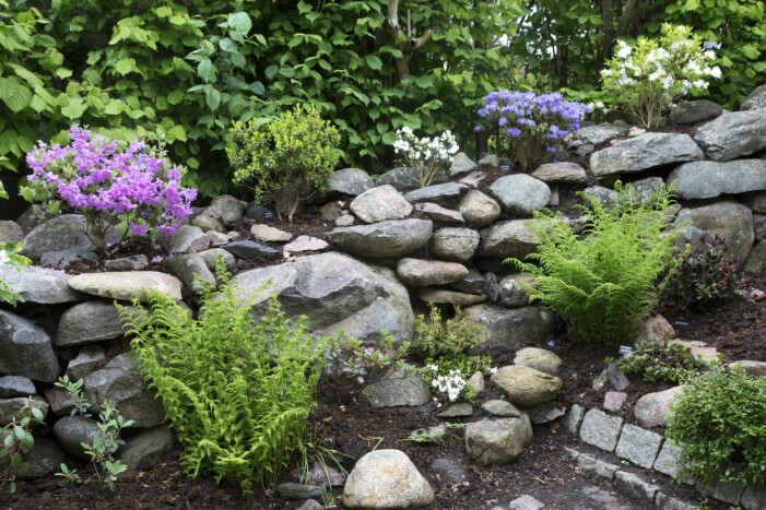 Per planterar överallt – med porös och mullrik jord så trivs rododendron och azaleor bra bland stenar. I muren växer bland annat R. ’Songbird’, R. sargentianum, R. ’Hammer blue’ och R. ’Princess Anne’. Rododendron