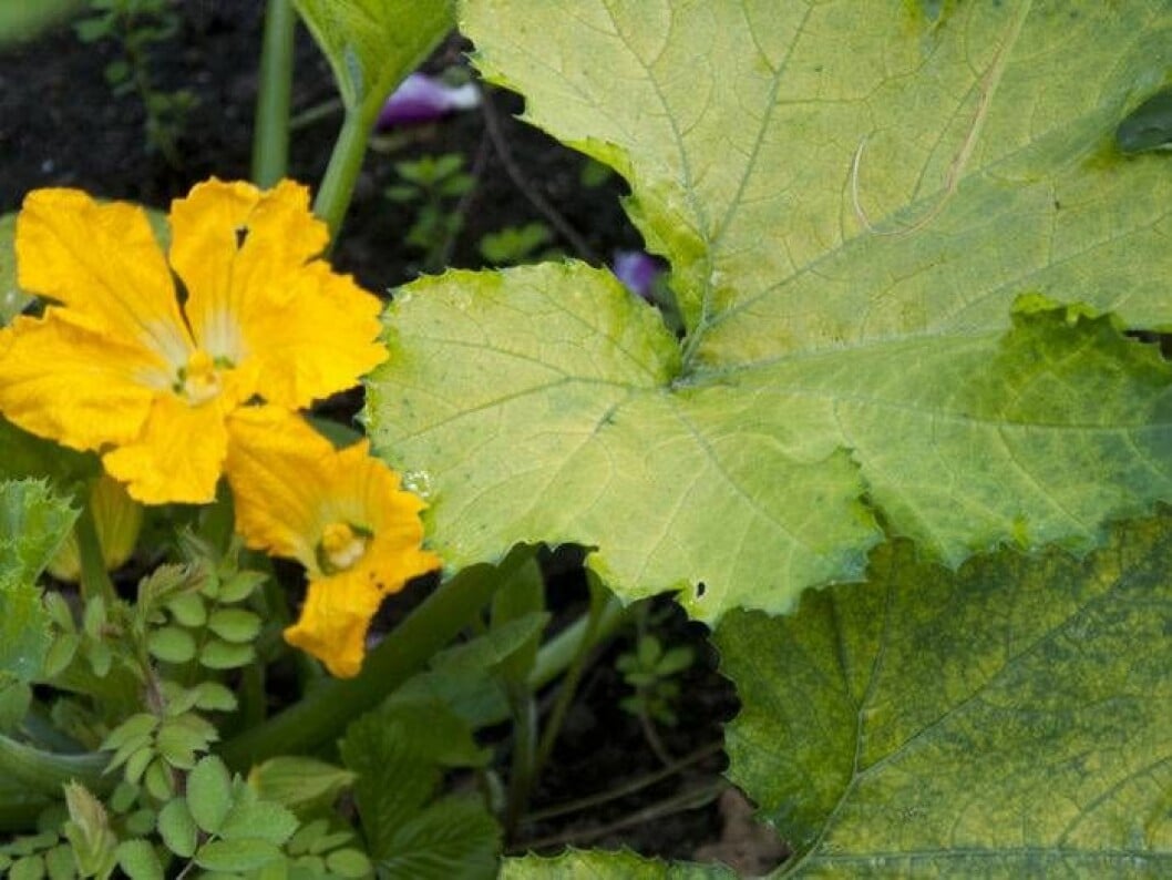 Squash. Squashens blad gulnar